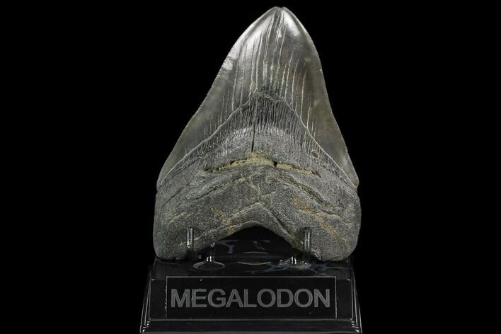 Serrated, Fossil Megalodon Tooth - South Carolina #128300